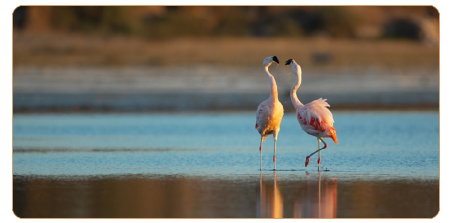 FLAMENCOS 1